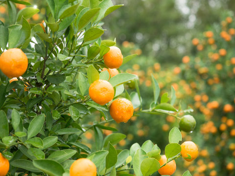 Image of a branch of a citrus tree with foliage and tangerines on the background of a garden