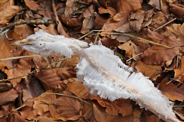 Haareis-Vogel auf dem Hohen Meißner 