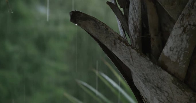 1925 Heavy Rain Storm with Palm Trees, 4K