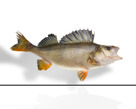 Kretzer-Barsch-Egli-Fisch