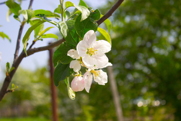 Apple blooms