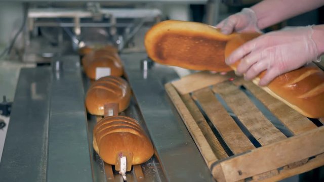Long loaves of baked bread are put on the conveyor to be packed, left view.