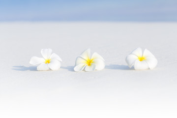 Fototapeta na wymiar White plumeria flowers on tropical beach