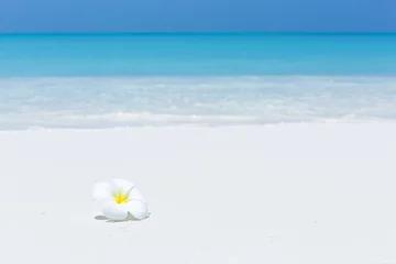Foto auf Leinwand White plumeria flowers on tropical beach © photopixel