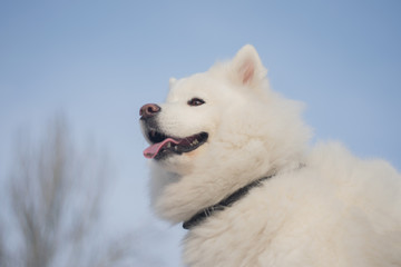 close portrait of a very beautiful white fluffy northern polar dog. The muzzle of the samoyed close-up. The domesticated wolf. A dog is a friend of man. Training and handling