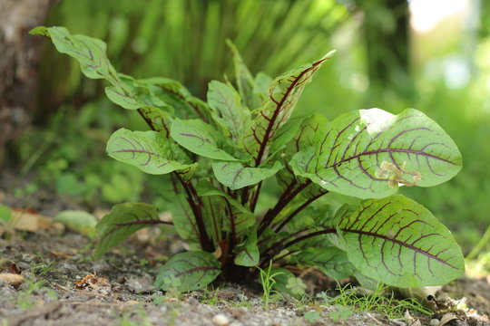 Szczaw gajowy Rumex sanguineus 