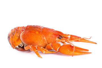 Crayfish on white background