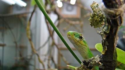 Portrait einer männlichen Rauen Grasnatter (Opheodrys aestivus) im Terrrarium 