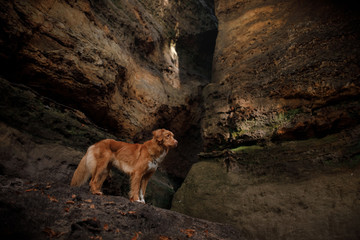 Dog at the rock wall. Nova Scotia duck tolling Retriever
