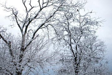 winter trees. Black trees against the sky. Black branches of trees covered with snow. Silhouette of tree, trees. Postcard, wall-paper, decor