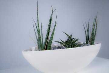 desert plants on white background in a white pot