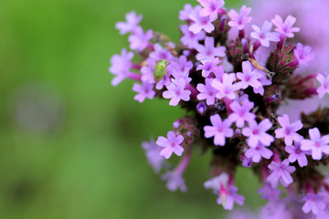 Fototapeta na wymiar fiori viola