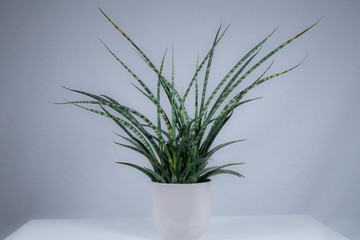 desert plants on white background in a white pot