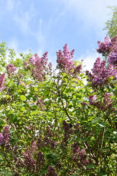 Purple Syringa Vulgaris Bush Flowering In A Garden In Springtime