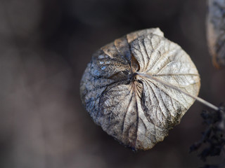 Dried Hydrangea Flower