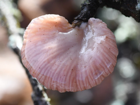 Tiny Fungus