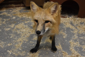 Cute red Fox