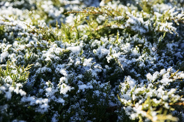 Snow-capped tops of green plants under the rays of the first spring sun.