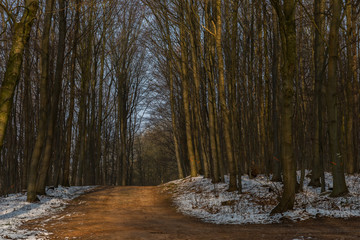Wald