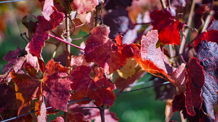 Weinberg im Herbst