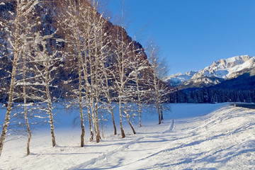 Snow covered birch trees lining countryside road, winter scene. Sunny cold day