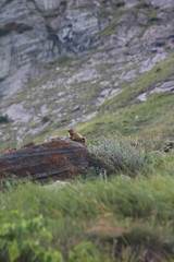 marmotte