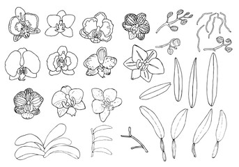 Hand drawn set of orchid flowers. © zgurski1980