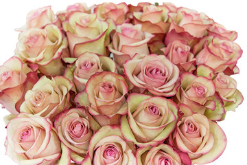 Roses of pink and green modern varieties in a bouquet as a gift. Selective focus. Isolated on a white background.