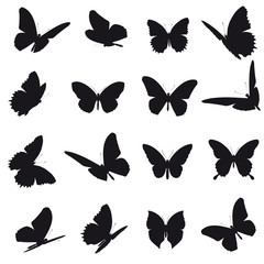 black butterfly, isolated on a white
