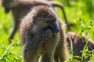 Baboons. Lake Manyara National Reserve Tanzania.