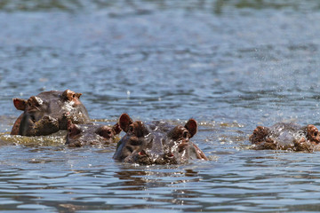 Hippopotamus at Ngorongoro Conservation Area, Tanzania.