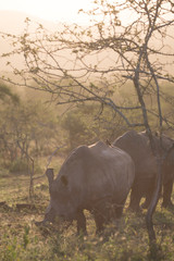 Breitmaulnashorn bei Safari in Südafrika Nashorn im Sonnenuntergang
