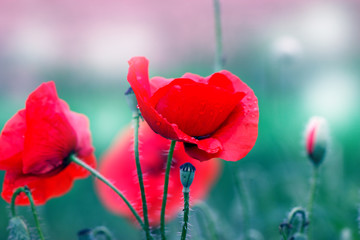 Fototapeta premium Red poppy on green weeds field. Poppy flowers.Close up poppy head. red poppy.Red poppy flowers field