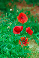 Red poppy on green weeds field. Poppy flowers.Close up poppy head. red poppy.Red poppy flowers field