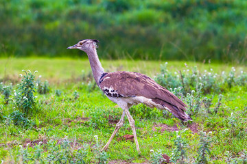 Kori bustard. Ngorongoro Crater Conservation Area. Tanzania.