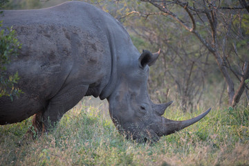 Fototapeta premium Breitmaulnashorn bei Safari in Südafrika Nashorn