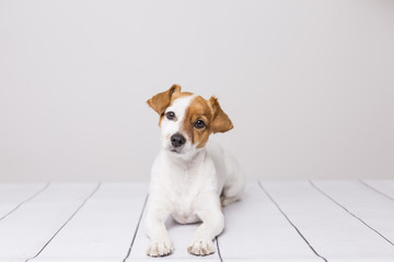 portrait of a cute young small dog lying on the white wood floor, resting and looking at the camera. Pets indoors