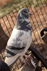 Pigeons in the park with a brown background