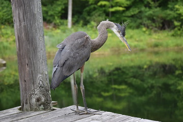 Great Blue Heron