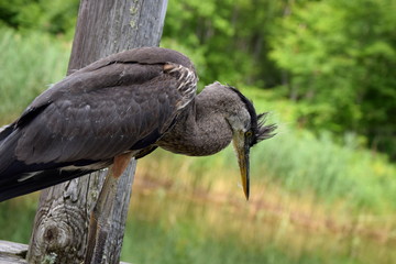 Great Blue Heron