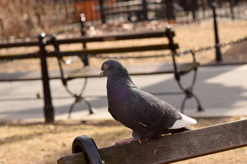 Pigeons in the park with a brown background