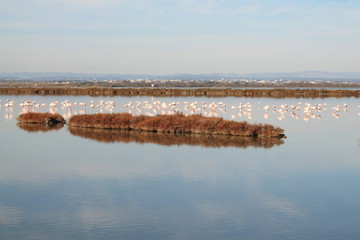 Flamants roses sur l'étang du Grec à Palavas les Flots, Hérault, Occitanie, France