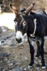 Naklejka premium A donkey standing on the farm's barn.