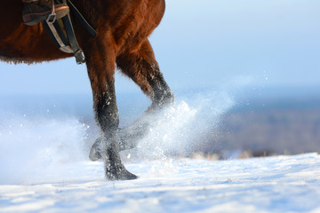 Snow flying around, rising up under the horses hooves, legs.  Sorrel horse running through snowy...