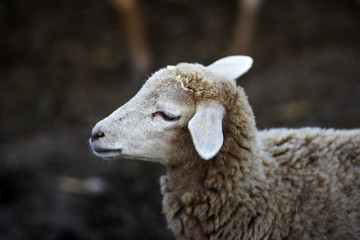 Portrait of a little sheep in the yard on a farm.