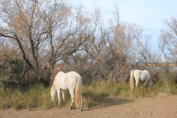 Chevaux blancs de Camargue, Le Gard, France