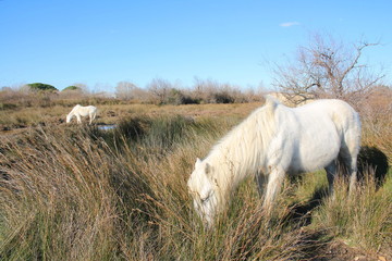 Fototapeta premium Chevaux blancs de Camargue, Le Gard, France