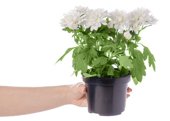 White chrysanthemum in a pot in hand