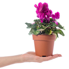 Pink cyclamen in a pot in hand