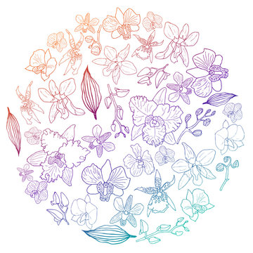 Hand drawn set of orchid flowers in circle shape with gradient .